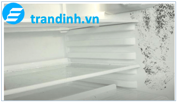 Tủ lạnh có mùi hôi khó chịu. Tìm hiểu nguyên nhân 4 Nấm mốc