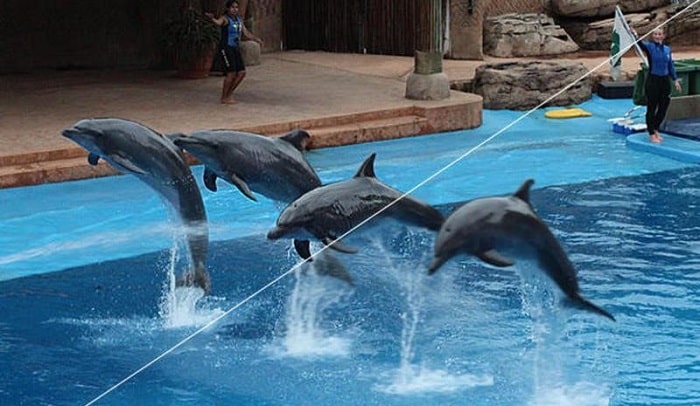 Một số tần số quét của các hãng tivi nổi tiếng